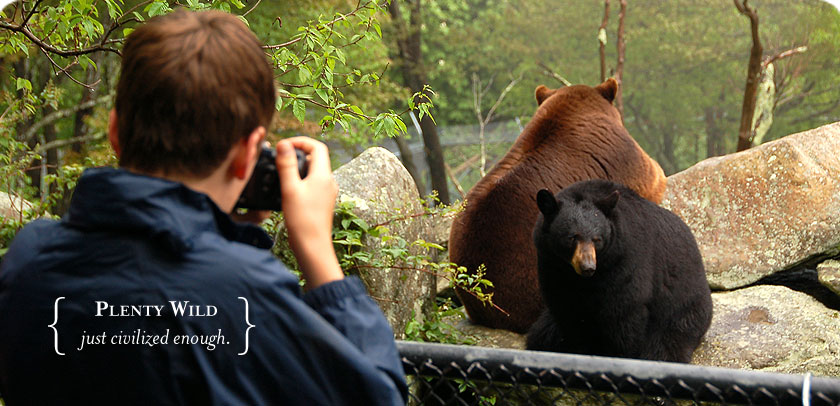 slider-wild-summer-edit