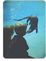 otter kids Wildlife Habitats
