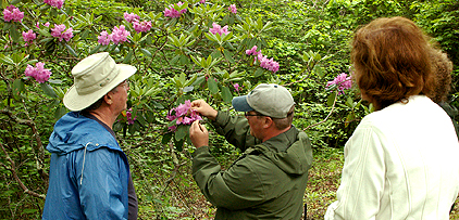 REMARKABLE RHODODENDRON RAMBLE MAY 30 JUNE 12 rhododendron