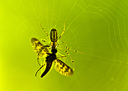 2011 Nature Photo Winners Karl Chiang