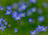 2011 Nature Photo Winners Joe Rone