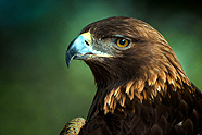2011 Nature Photo Winners john carroll an hab tn 2011 Nature Photo Winners