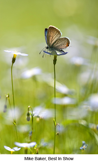 2011 Nature Photo Winners Mike Baker, Best In Show