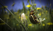 2011 Nature Photo Winners Rachel Kimball