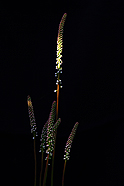 2011 Nature Photo Winners Rob Miller