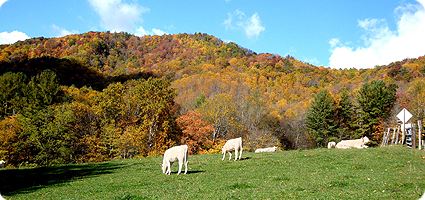 Cow Pasture In Valle Crucis