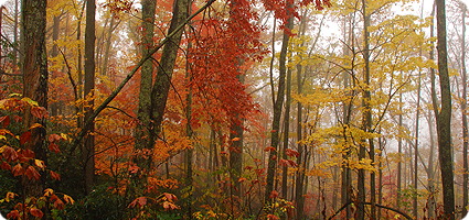 Pisgah Forest