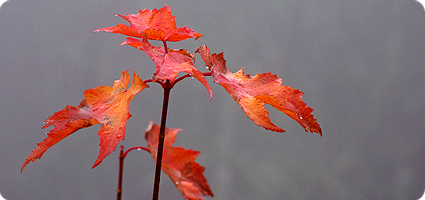 Lonesome Leaves