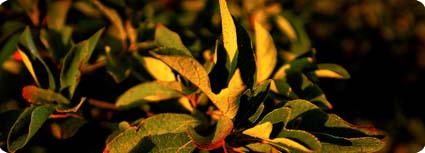Sassafras Leaves