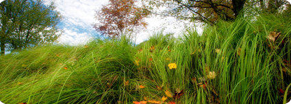 MacRae Meadows