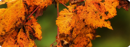 Mountain Maple Leaves