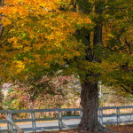 Permalink to Pineola fall