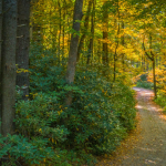 Permalink to Linville fall