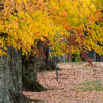Permalink to Cranberry School fall