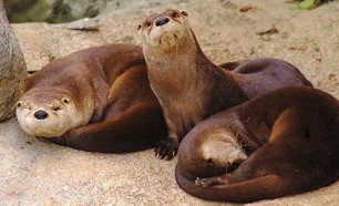 Permalink to Bridge Club Membership cute_otter1